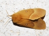 Lasiocampa quercus