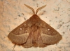 Lasiocampa quercus