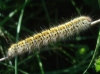 Lasiocampa trifolii