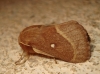 Lasiocampa trifolii