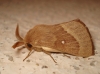 Lasiocampa trifolii