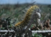 Lasiocampa trifolii