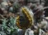 Lasiocampa trifolii