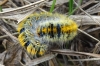 Lasiocampa trifolii