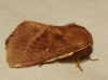 Lasiocampa trifolii