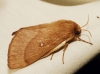 Lasiocampa trifolii