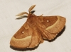 Lasiocampa trifolii