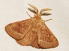 Lasiocampa trifolii