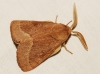 Lasiocampa trifolii