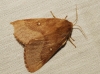 Lasiocampa trifolii