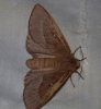 Lasiocampa trifolii