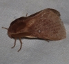Lasiocampa trifolii