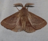 Lasiocampa trifolii
