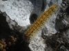 Lasiocampa trifolii