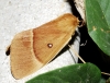 Lasiocampa quercus