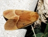 Lasiocampa quercus