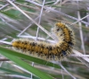 Lasiocampa trifolii
