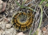 Lasiocampa trifolii