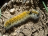 Lasiocampa trifolii