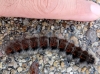 Macrothylacia digramma