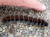 Macrothylacia digramma