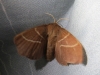 Macrothylacia digramma