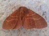 Macrothylacia digramma