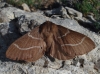 Macrothylacia digramma