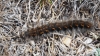 Macrothylacia digramma