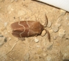 Macrothylacia digramma
