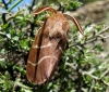 Macrothylacia digramma