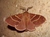Macrothylacia digramma