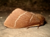 Macrothylacia digramma
