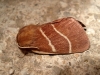 Macrothylacia digramma