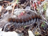 Macrothylacia digramma