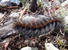 Macrothylacia digramma