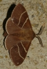 Macrothylacia digramma