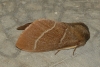 Macrothylacia digramma