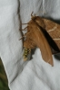 Macrothylacia digramma
