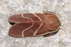 Macrothylacia digramma