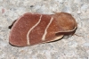 Macrothylacia digramma