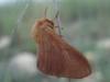 Malacosoma alpicolum