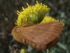 Malacosoma alpicolum