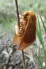 Malacosoma alpicolum