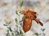 Malacosoma alpicolum