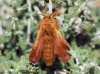 Malacosoma alpicolum