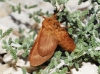 Malacosoma alpicolum