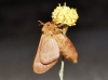 Malacosoma alpicolum