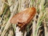 Malacosoma alpicolum