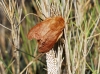 Malacosoma alpicolum